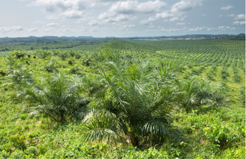Golden Star Oil Palm Plantation has been certified by Roundtable on Sustainable Palm Oil