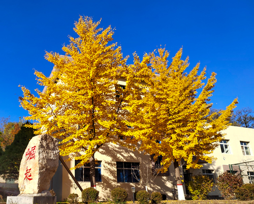 The prize of ”Scenery Mine, Beautiful Chifeng Gold" Photographing Competition released
